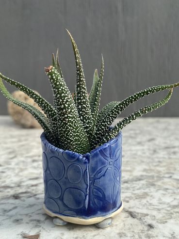 Mix and match these little succulent planters to create a stunning grouping.