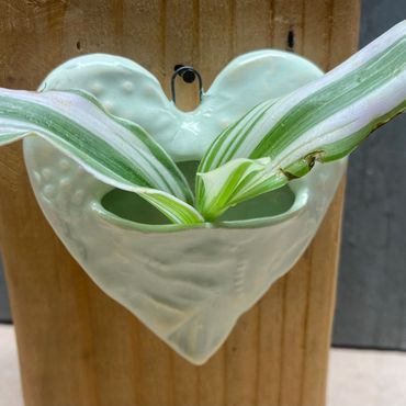 A little love for your cuttings.