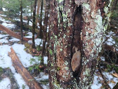Tree bark with lichen in a snowy forest.