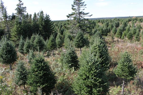 A field of various sizes of evergreen trees under a clear sky.