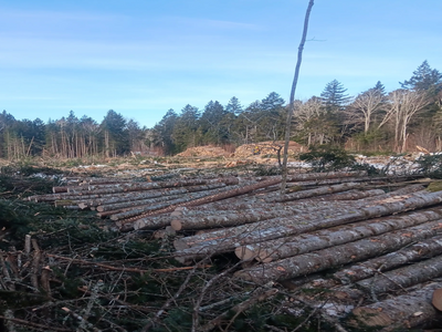 Stacks of freshly cut logs in a forest clearing under a clear sky.