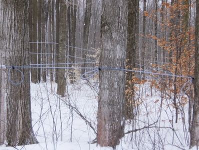 Wires wrapped around trees in a snowy forest during winter.