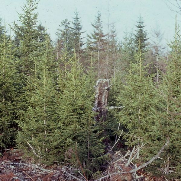 Dense young evergreen trees in a forest with a tree stump.
