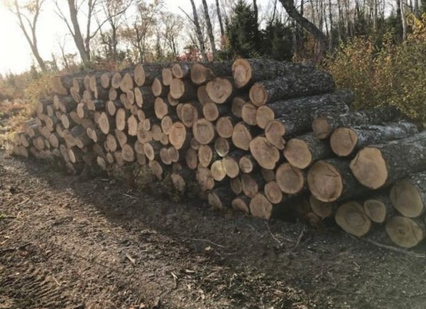 Stacked logs cut and piled neatly in a forest clearing.