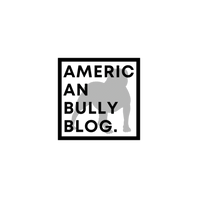 American Bully Blog