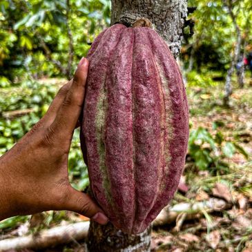 cacao, cocoa, chocolate, venezuela, barlovento