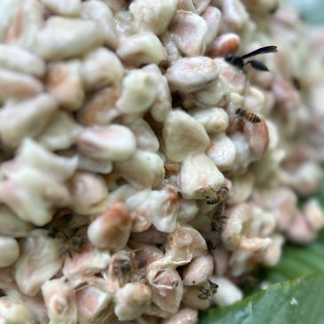 cacao, cocoa, chocolate, venezuela, barlovento