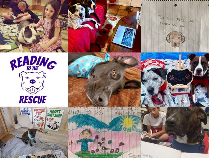 Pictures of dogs and events at Reading to the Rescue.