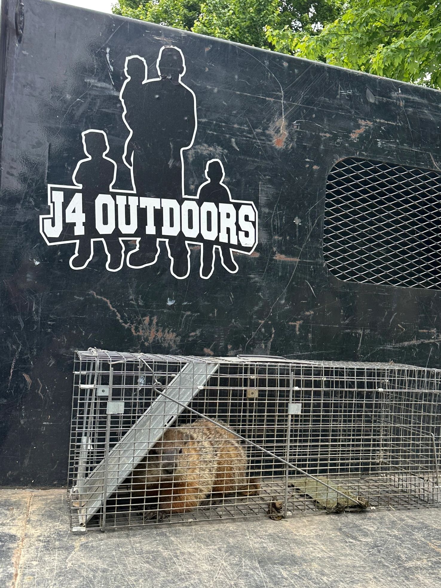 Ground hog in trap