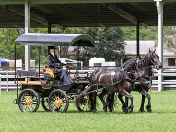 Carriage Driving & Pleasure Driving - The British Association for the Pure  Bred Spanish Horse