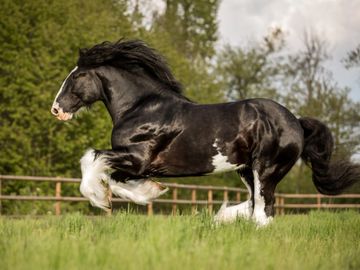 Horse Breed: Ardennes