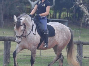Main Studbook Warlander horse Australia - CS Invictus bred and owned by Classical Sporthorse Stud