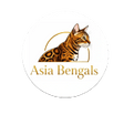 Asia Bengals of Michigan