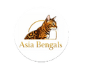 Asia Bengals of Michigan