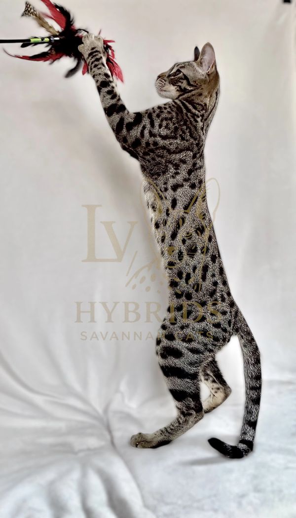 F4/F5 SBT Savannah Kittens for sale Available to Approved Homes LVHYBRIDS 