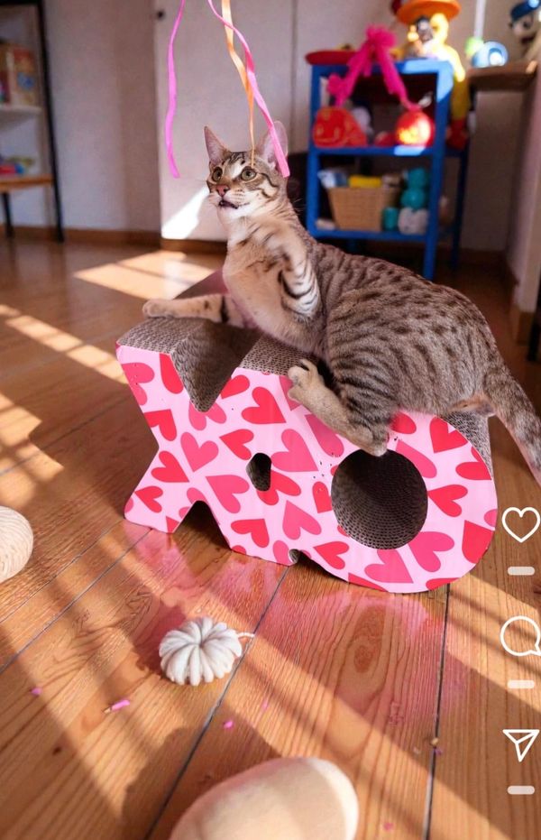Exceptional Savannah kittens for sale. Find your perfect Savannah kitten today! LVHYBRIDS 