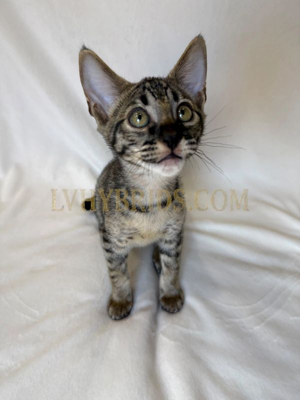 Stud Savannah cat for sale from LVHYBRIDS hybrid kittens available for adoption 