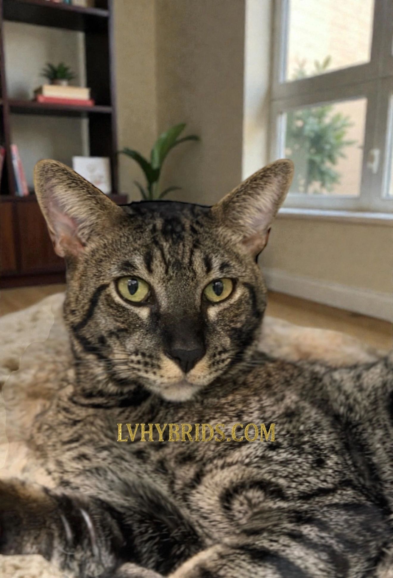F7 Savannah cat made for sale LVHYBRIDS SBT Savannah kittens LV hybrids Las Vegas iwannasavannah 