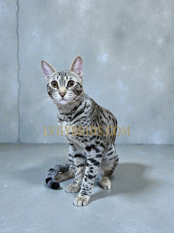 LVHYBRIDS rare blue Savannah kittens f4 for sale dog friendly raw fed 