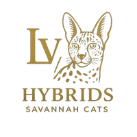 Savannah kittens & cats for sale