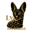 INTEND TO BREED EXCEPTIONAL AND HEALTHY SAVANNAH CATS