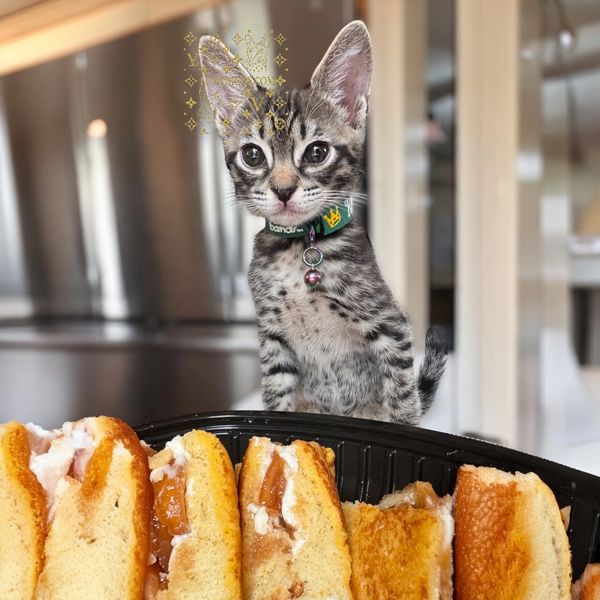 F4 SBT BLUE SAVANNAH CAT TICA REGISTERED FROM LV HYBRIDS SAVANNAH CAT BREEDER LAS VEGAS