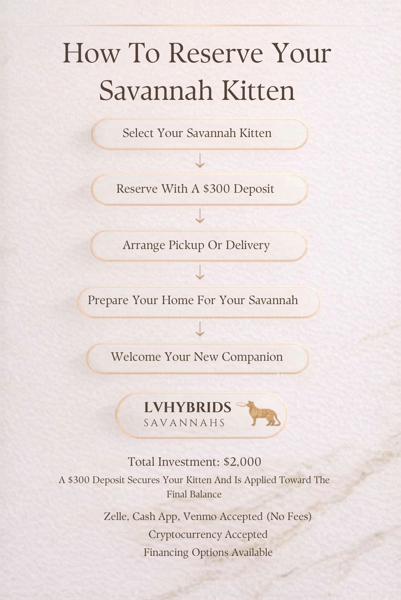 Savannah cat for sale LVHYBRIDS kitten exotic hybrid spotted designer kitty cats catlady Gucci Prada