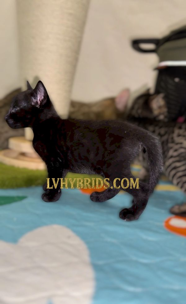 Rarest Savannah cat Melanistic kitten for sale LVHYBRIDS 