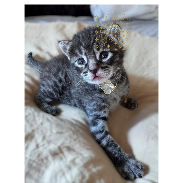 F4 Savannah Kitten – LVHybrids Savannah cats