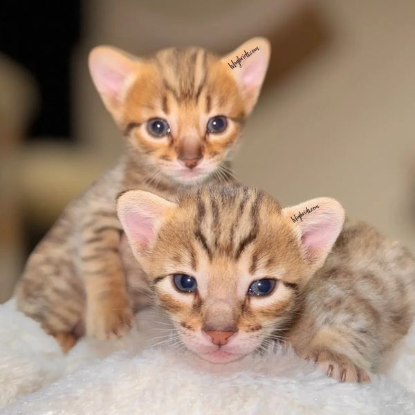 Savannah cats for sale Las Vegas kittens for sale LVhybrids LV hybrids tica Cattery breeder 