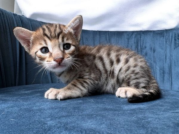 F5 Savannah cat for sale in Las Vegas raised on raw food