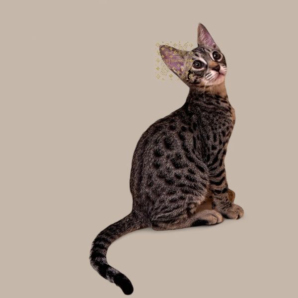 savannah cats for sale - kittens - bengals for sale - hybrid cats for sale