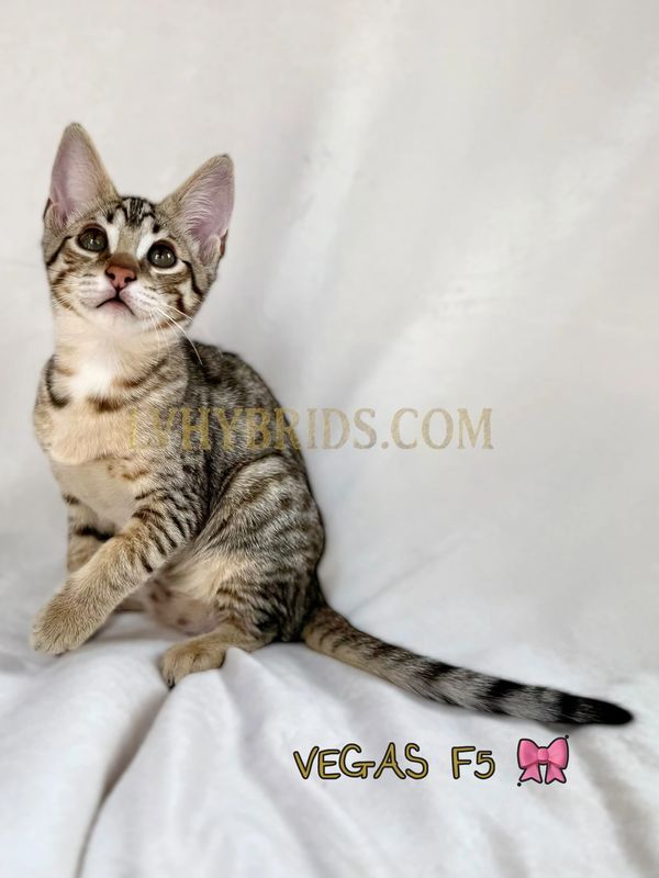 F5 SBT exotic hybrid Savannah kitten cat for sale near me 