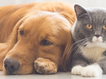 Golden retriever and gray cat lying close together.