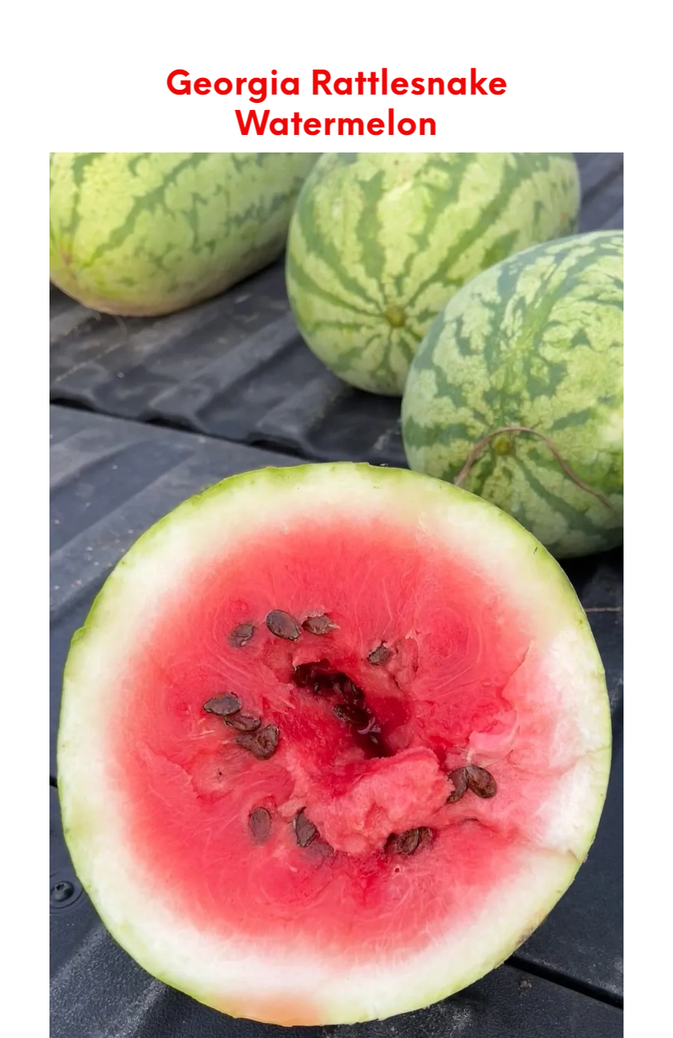 Ga Rattlesnake Watermelon