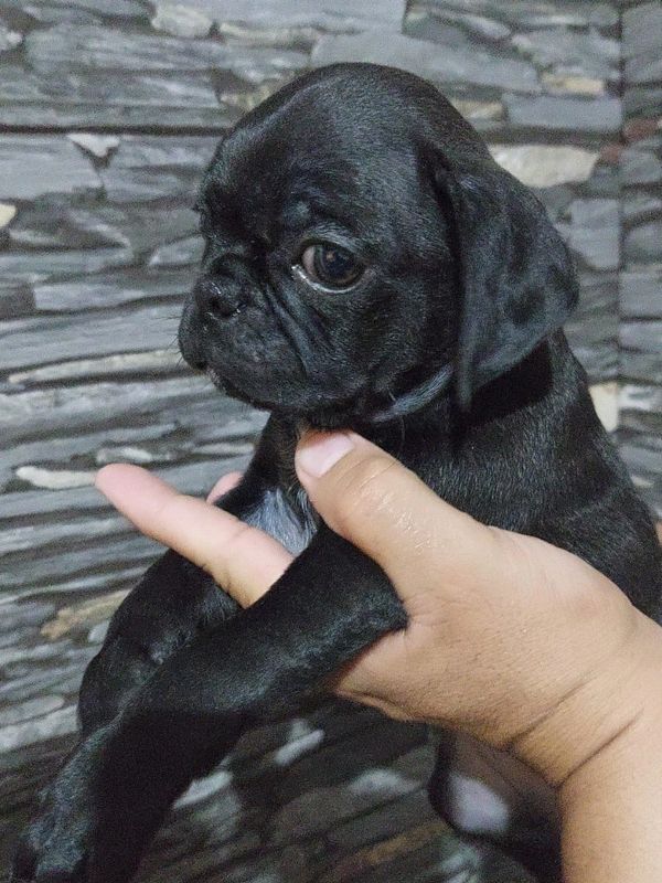 black pugs, black pug, pug, pugs 