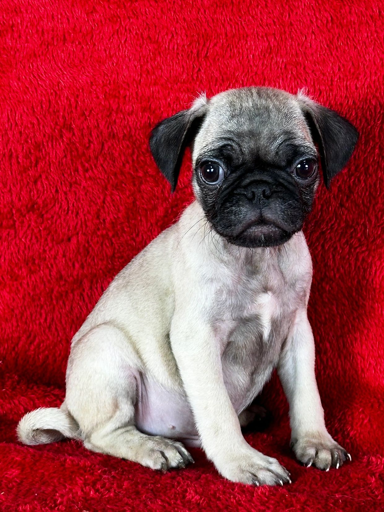 fawn pug, pug puppy, pugs for sale, pugs in houston 