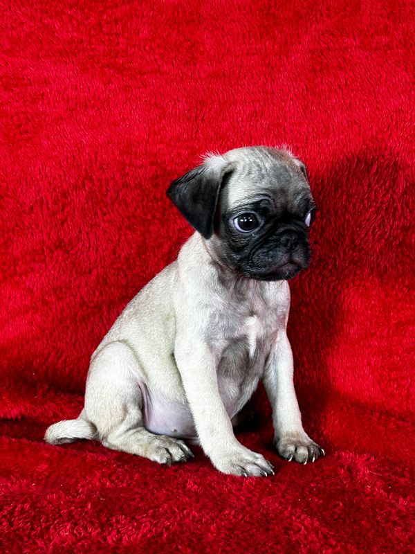 fawn pugs, pugs for sale, pug puppies,  pug adoption