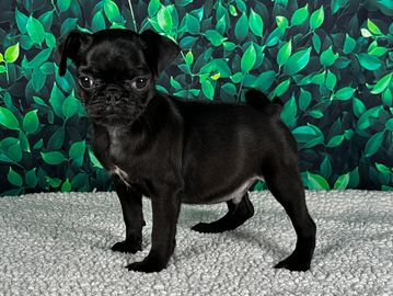 black pug puppy for sale in Houston Texas , pug puppy, pug puppies 