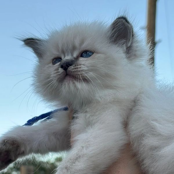 Fluffy kitten with blue eyes gazing into the distance.