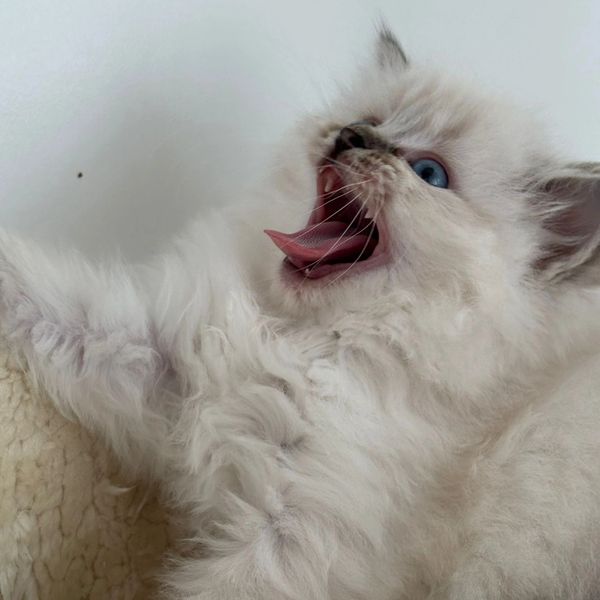 Fluffy white kitten with blue eyes yawning widely.