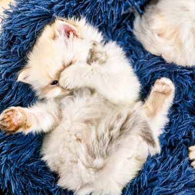 Fluffy kitten stretching on a blue rug.