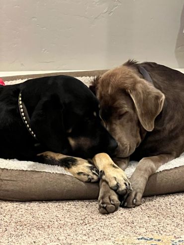 Two dogs sleeping with their heads touching.