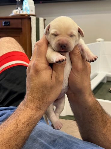 Hands holding a newborn puppy gently.