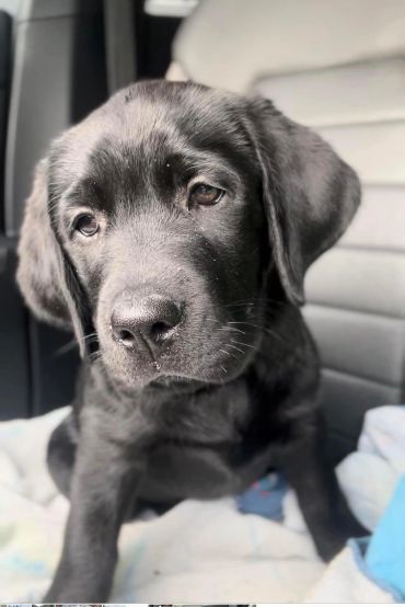 Close-up of a black Labrador puppy in a car.