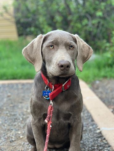 Gray dog with a red collar sitting outdoors.