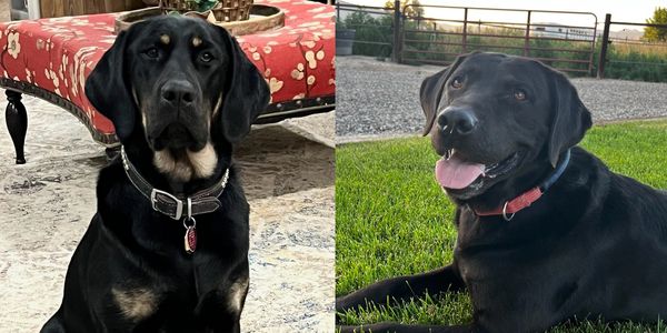 Two black dogs, one sitting indoors and one lying on grass outdoors.