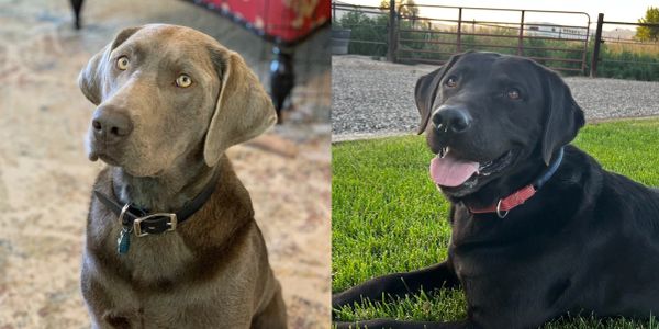 Two dogs, one gray and one black, both wearing collars.