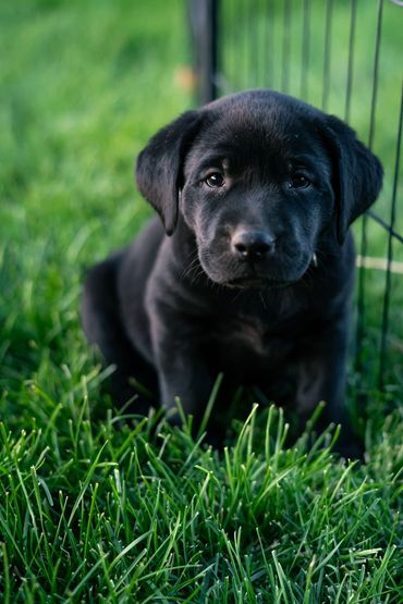 A black puppy sitting on grass near a fence.