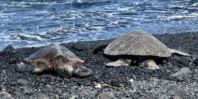 Two sea turtles resting on a rocky shore near the ocean.